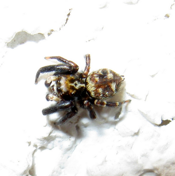 Pseudeuophrys erratica - Villorba (TV)
